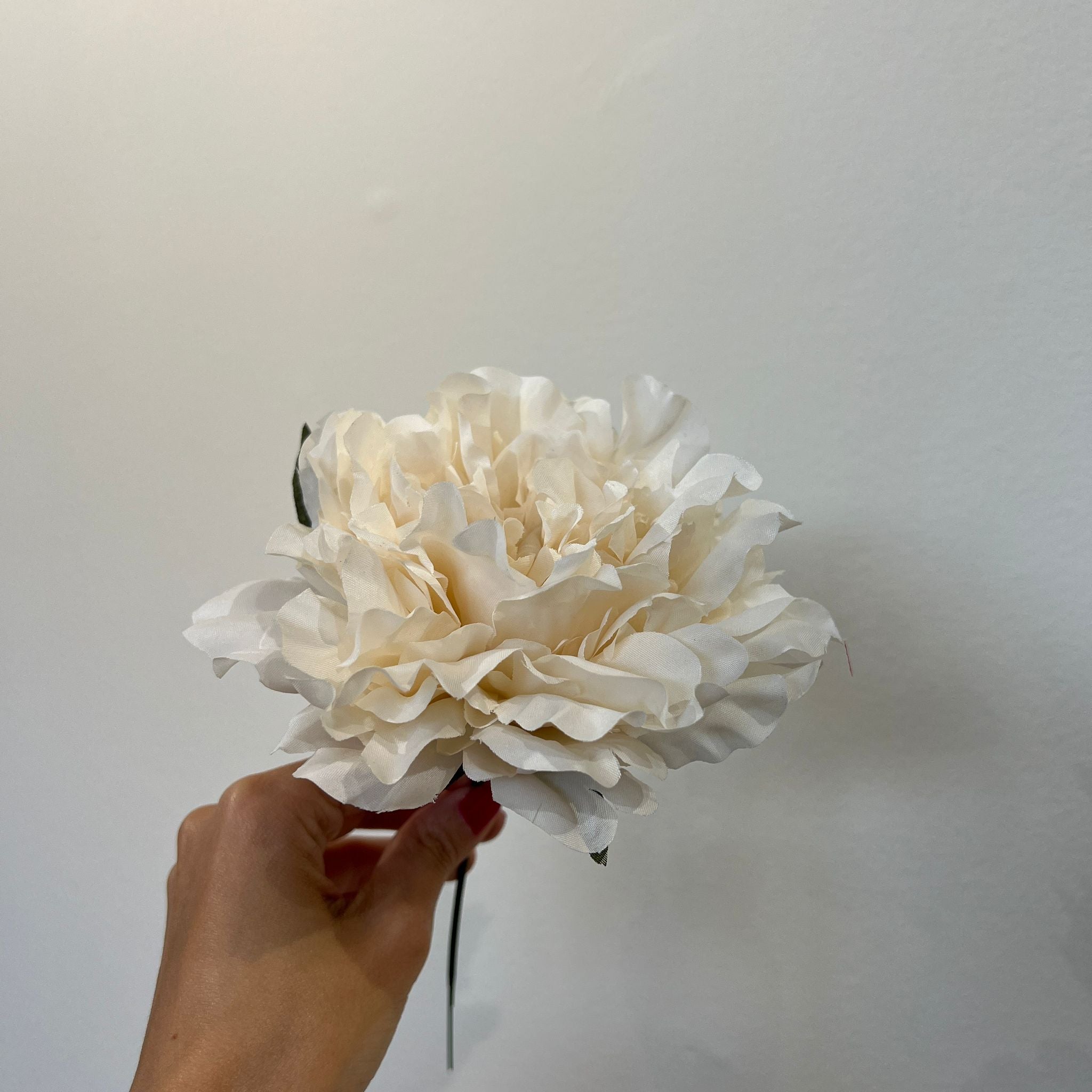 Peonía pequeña marfil