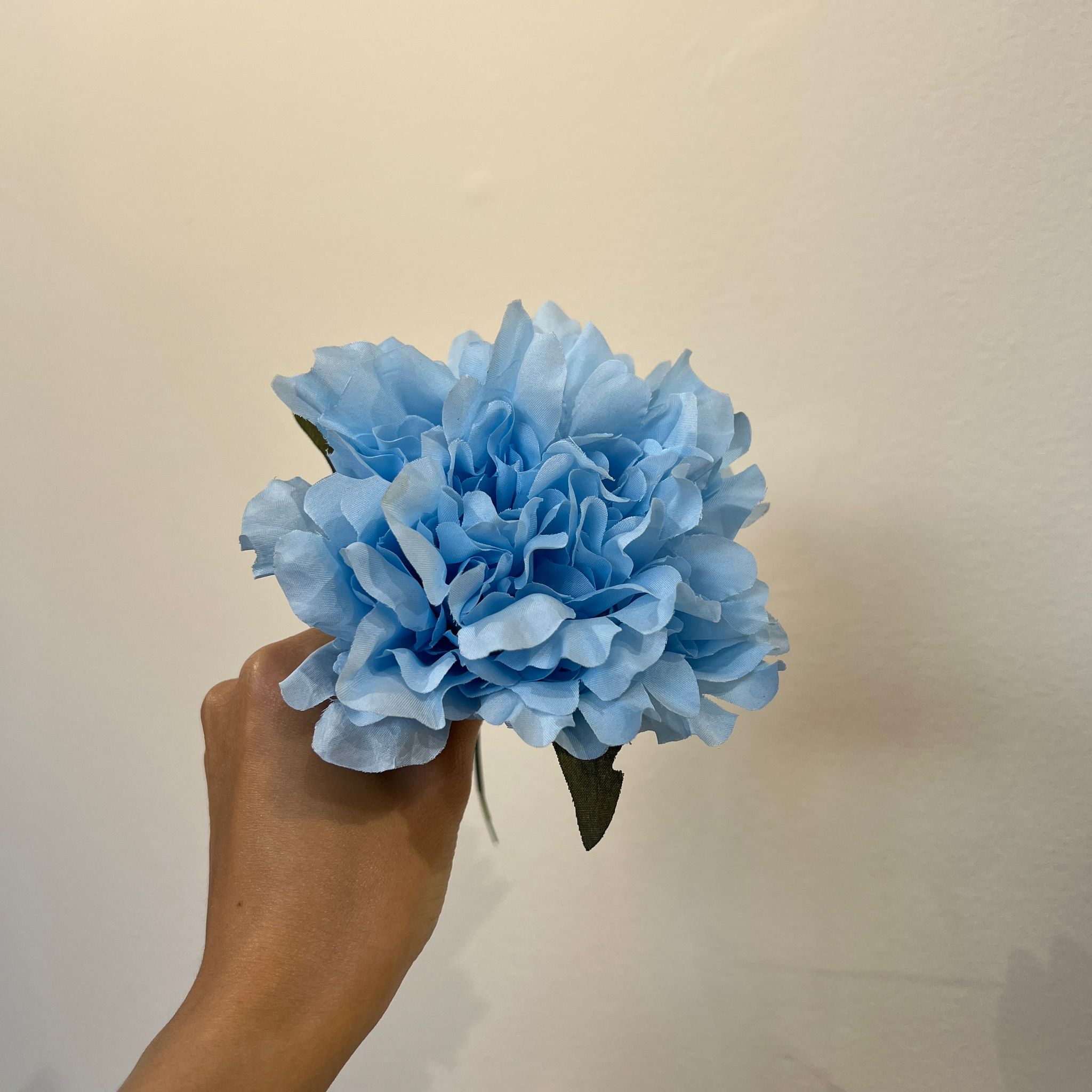 Peonía pequeña celeste